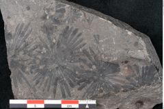 Foto (Detailansicht) von Plantae indet.  (NHMW-GEO-2024-0188-11524)